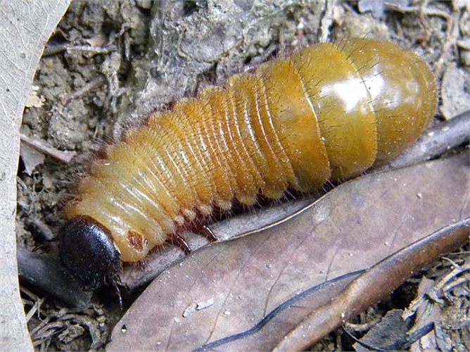 Con trưởng thành thường không ăn mà chỉ bảo vệ lãnh thổ. Ấu trùng loài này khó tìm thấy, nhưng nếu khoan một lỗ vào thân cây nhiệt đới con sâu Titan dài hơn 30 cm và đường kính cơ thể 5 cm. 