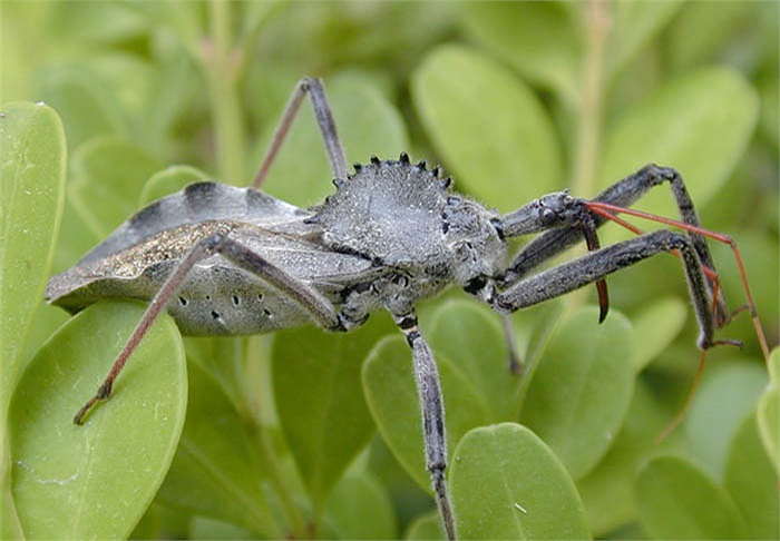 Bọ bánh xe gây ra vết thương chứa độc tố phải mất 1 tháng để chữa lành và còn để lại sẹo tại mô đã bị ăn mòi vì độc. 