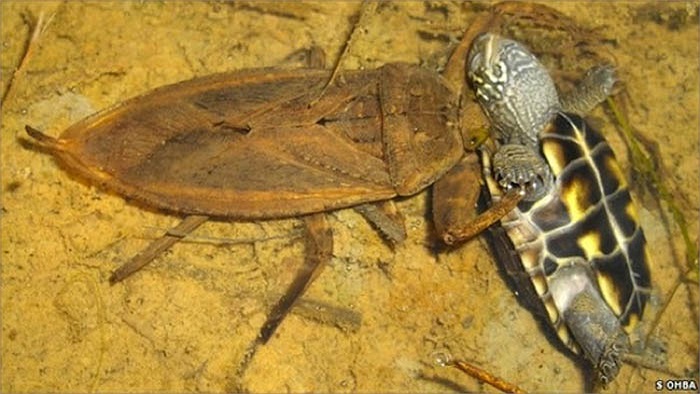 Bọ nước khổng lồ Toebiter là côn trùng nước ngọt, cơ thể dài 10 cm. Chúng bơm chất độc vào người con mồi lớn như rùa, rắn để hóa lỏng nội tạng sau đó bình thản hút hết. 