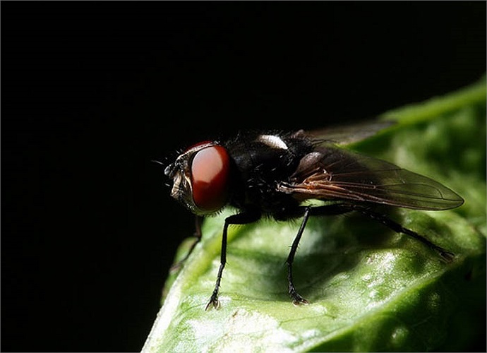 Ruồi đen rừng phương Bắc mệnh danh là ma cà rồng hay đỉa bay vì tính khát máu của chúng. Mỗi đàn ruồi thường dùng mỏ nhọn với chất chống đông máu để giết chết con mồi to lớn.