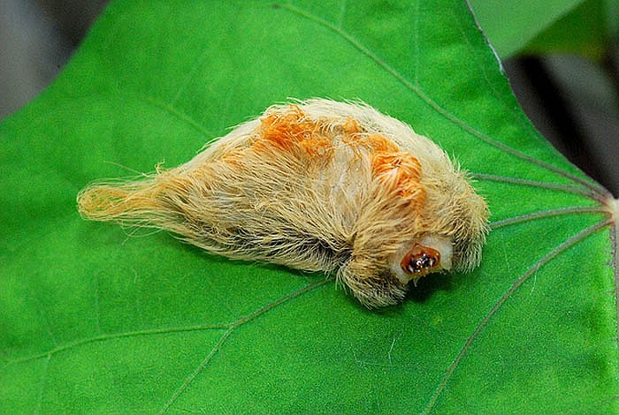 Sâu bướm đêm Flannel có độc tố ngang với loài rắn đuôi chuông có thể khiến một người trưởng thành sốc và suy phổi ngay lập tức.