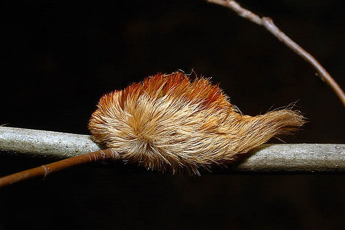 Tuy nhiên, thức ăn của chúng vẫn là lá cây và có màu sắc sặc sỡ cảnh báo sinh vật khác tránh xa