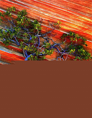 Hẻm núi diệu kỳ Antelope Canyon được chia làm hai phần Antelope Thượng (Upper Antelope) và Antelope Hạ (Lower Antelope). Mỗi phần mang một vẻ đẹp riêng biệt.