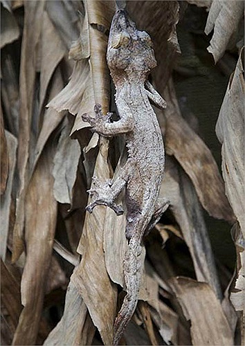 Vì có hình dáng vô cùng đặc biệt nên tắc tè quỷ trở thành vật nuôi làm cảnh của dân chơi chuyên nghiệp.