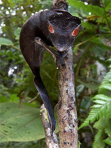 Hiện loài này đang được bảo vệ nghiêm ngặt tại Madagascar.