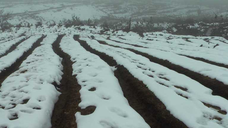 Nhiều diện tích cây vụ đông bị hư hỏng