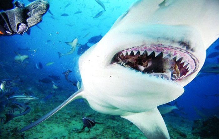 Cá mập bò hay còn có nhiều tên gọi khác như Carcharhinus leucas, hay cá mập Zambezi hoặc Zambi ở Phi châu và cá mập Nicaragua ở Nicaragua 