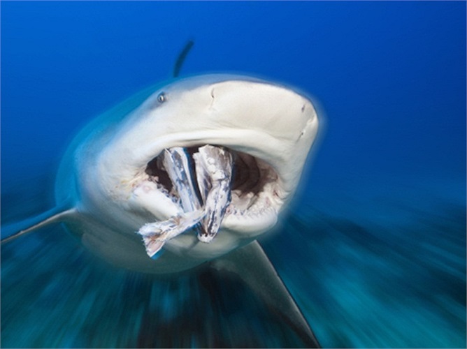 Chúng là loài cá mập có kích thước trung bình, thân chắc, thịt dày và vây ngực dài