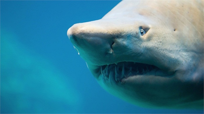 Vụ tấn công xảy ra tại bờ biển phía Tây đảo Reunion, được mệnh danh là thiên đường nước Pháp