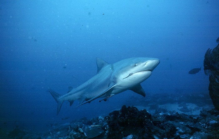 Thêm vào đó, chúng sống gần các khu vực đông dân cư và có thể thích nghi với cả nước ngọt, điều đó làm chúng nguy hiểm gấp đôi
