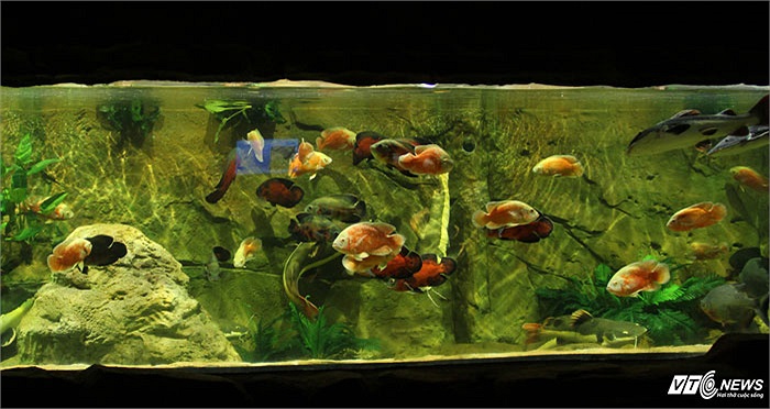 Hội tụ hàng ngàn loài sinh vật với hơn 30.000 cá thể từ đủ 'năm châu bốn biển' cùng với dung tích chứa nước lên đến gần 3 triệu lít nước biển, Vinpearl Aquarium Times City đi vào hoạt động sẽ ghi dấu là thủy cung hiện đại, lớn nhất Việt Nam, đồng thời là thủy cung có đường hầm đầu tiên tại Hà Nội.
