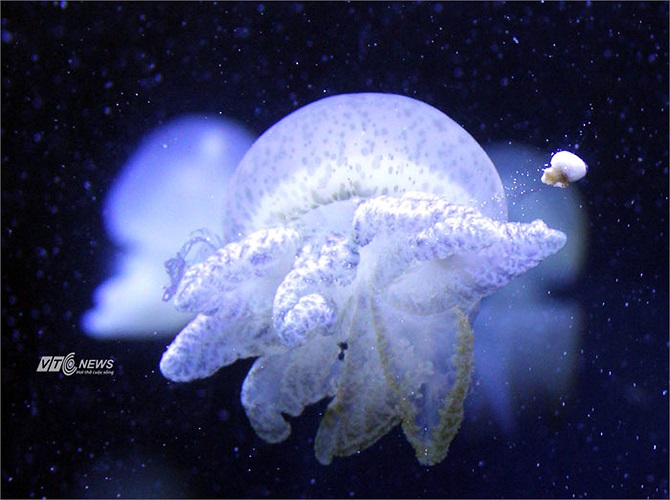 Đặc biệt, có những loài lần đầu tiên xuất hiện tại Việt Nam như chim cánh cụt, sứa mặt trăng,..