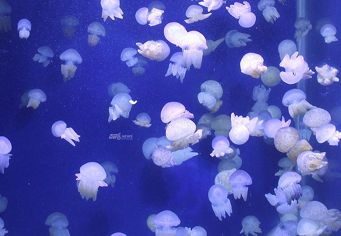 Vinpearl Aquarium Times City được chia thành nhiều khu vực thiên nhiên khác nhau. Du khách sẽ bắt đầu chuyến đi đầy hào hứng với Khu vực cá nước ngọt được thiết kế mô phỏng khu rừng nhiệt đới ẩm thấp.