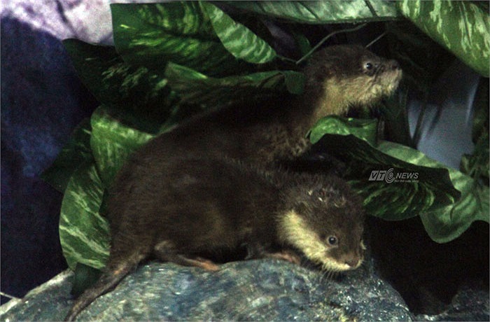 Những chú Rái cá vô cùng đáng yêu