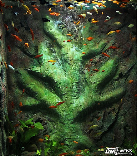 Nhiều cá thể lạ và quý hiếm.