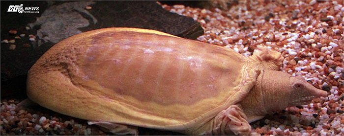 Ngoài sinh vật biển, trong này còn cả những sinh vật sống trên cạn hoặc lưỡng cư. 