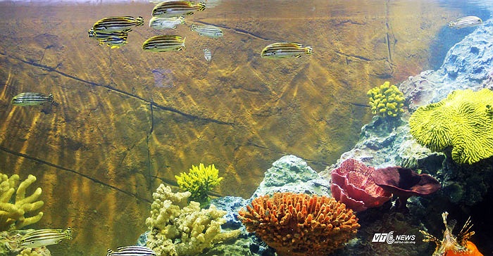 Hàng ngàn sinh vật biển hiện diện trước mắt cực sinh động.