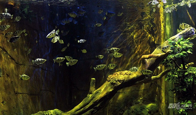 Giá vé các ngày thứ 2 đến thứ 6 cho người lớn là 170.000 và trẻ em là 100.000, riêng thứ 7 chủ nhật giá vé tăng thêm thành 220.000 và 150.000 đồng.