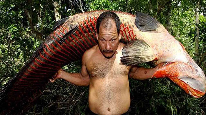 Hàng năm, vào tháng 11 và 12, ở vùng Amazon, thuộc Brazil, lại diễn ra những lễ hội săn cá rồng, là loài cá có kích cỡ lớn nhất trong các loài cá nước ngọt. 