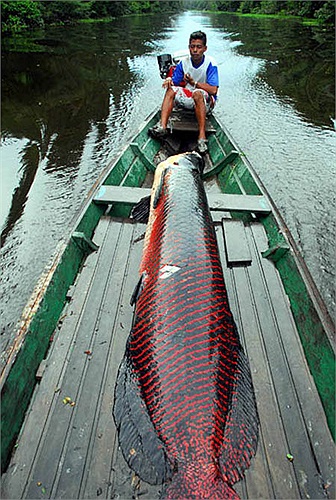 Việc săn cá rồng chỉ diễn ra vào dịp cuối năm. Toàn bộ thời gian ngoài hai tháng 11 và 12, cư dân không được phép bắt cá rồng. Các cư dân vùng Amazon đều tuân thủ nghiêm ngặt quy định của chính quyền.