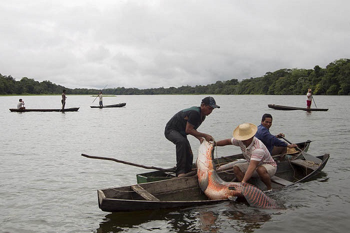 Cá rồng còn gọi là hải tượng, có tên tiếng Anh là paiche, arapaima hay pirarucu (Arapaima gigas), là loài cá nước ngọt có nguồn gốc ở vùng lưu vực sông Amazon. Nó được coi là loài cá vua của vùng Amazon. 