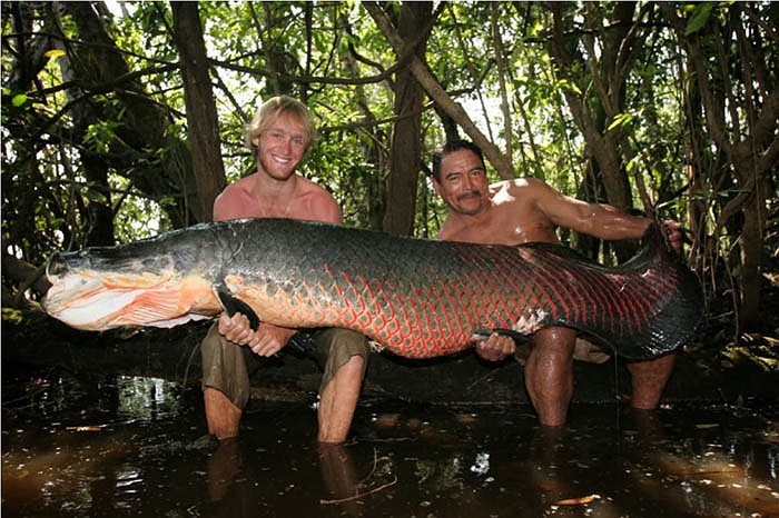 Cùng với việc bảo vệ nghiêm ngặt, người dân chỉ được phép đánh bắt theo mùa và bắt những con lớn, số lượng cá rồng ở Amazon đã tăng lên nhanh chóng.