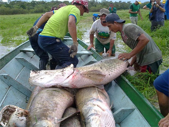 Đến ngày hội săn cá rồng, toàn bộ người dân đảo Rumao, dân cư ở các ngôi làng như Porto Novo, Edson de Souza, Porto Novo, Diomessio Coelho Antunes… lại háo hức với các cuộc săn cá trên sông Solimoes. 