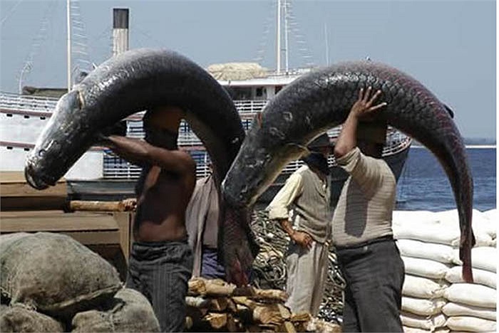 Solimoes là con sông khá lớn, nhánh chính của sông Amazon.