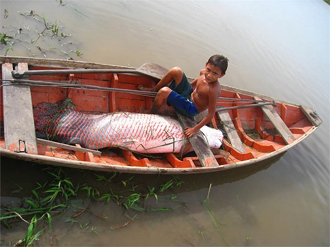 Dân làng chia thành từng nhóm, với các dụng cụ đánh bắt để săn cá rồng khổng lồ. Chỉ những chú cá có độ dài trên 1,5m mới được bắt. Cá rồng chưa đạt kích cỡ đó thì phải thả ra.