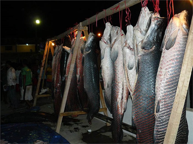 Người thắng cuộc không được giải thưởng có giá trị vật chất khi săn được chú cá lớn nhất, nhưng đó là nguồn động viên tinh thần rất lớn. Cái quan trọng nhất là cả làng được ăn uống no nê cá rồng.