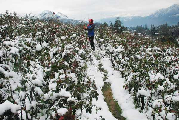 Nhiều diện tích hoa cũng bị ảnh hưởng. Ảnh: Báo Lào Cai