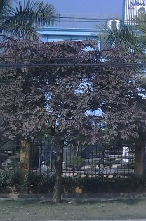  Cái cây thấp mà người đẹp xứ Thanh treo cổ tự tử.