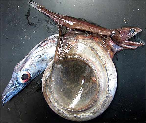 Cá Black swallower có khả năng vô cùng đặc biệt, phần da bụng của nó có khả năng co giãn kinh ngạc. Nhờ có vậy nên nó có thể nuốt được con mồi lớn hơn cả kích thước cơ thể. 