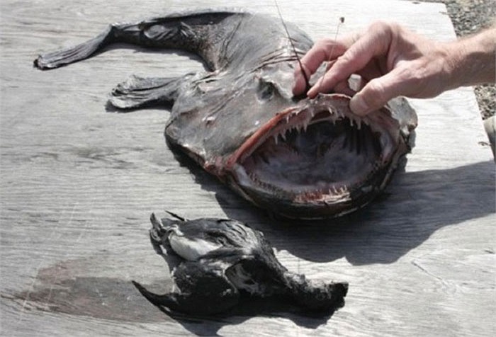 Cá Monkfish có hình thù rất kỳ lạ,đặc biệt là cái mồm rất rộng chi chit những cái răng sắc nhọn.Thức ăn chủ yếu là các loài cá nhỏ hơn trong đại dương. Nhưng một số chim biển khi lặn xuống bắt cá cũng bị loài cá này tung cú đớp chết ngay.