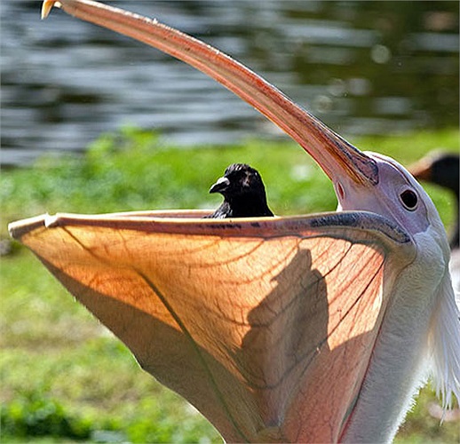 Với cái túi cổ to chúng dễ dàng nhốt một con chim khác cho đến chết sau đó làm thức ăn cho chính mình 