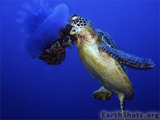 Trong các loài động vật dưới nước Rùa là loài chậm chạp, nhút nhát. Rùa biển thường ăn các loại cỏ biển mọc ở tầng đáy. 