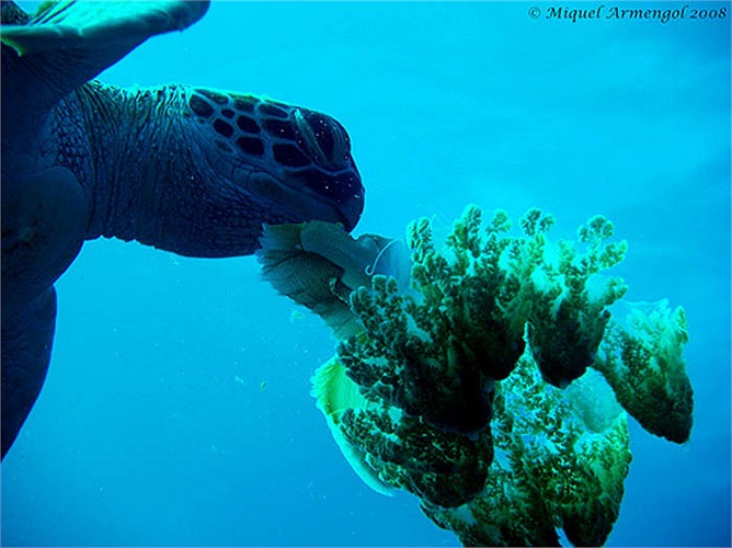 Nhưng do một nguyên nhân nào đó như nguồn thức ăn khan hiếm mà một số loài Rùa biển đi săn sứa biển. Và chúng có những cú đớp nhanh gọn dứt khoát khiến con mồi có thể chết ngay. 