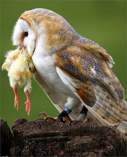 Hoặc cả những con gà con đi lạc 