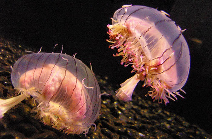 Sứa mũ hoa sống chủ yếu ở vùng biển phía nam Nhật Bản. Những tua nhỏ màu hồng cùng thân hình trong suốt tỏa ra tứ phía biến chúng thành bông hoa di động dưới đại dương