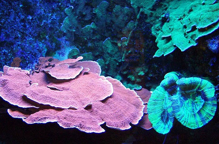 Loài động vật hình hoa có tên gọi là Anthoza giai đoạn sinh trưởng đầu đời rất giống những cây mục nhĩ, nấm mọc trên thân gỗ mục. Thực chất Anthoza là một loài sứa. 