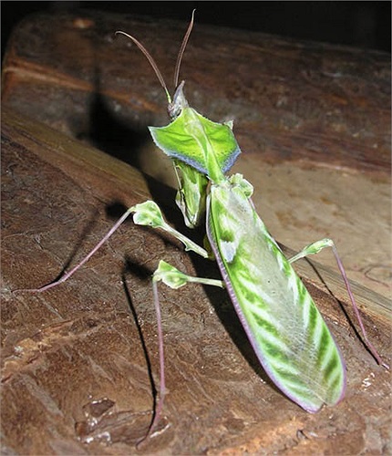 Hoặc một chiếc lá cây bất động rình rập chờ đợi thức ăn tự mò đến