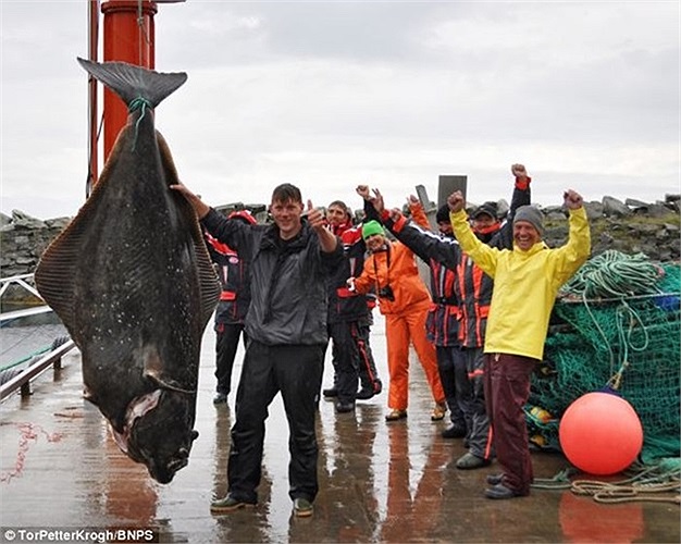 Cá bơn nặng tới 232 kg tại một vùng biển ở Na Uy