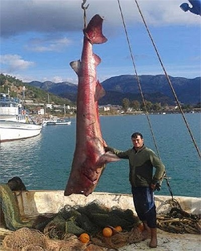 Con cá mập dài 5m, nặng 900 kg được bắt tại Thổ Nhĩ Kỳ