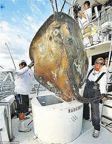 Con quái vật có hình dáng giống cá đuối với cân nặng và chiều dài vô cùng lớn, sống ở độ sâu khoảng 300m dưới đáy đại dương