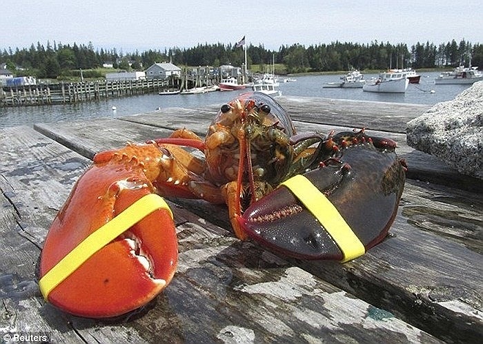 Con tôm hùm kỳ quái 2 màu cực ở Vịnh Maine, Mỹ
