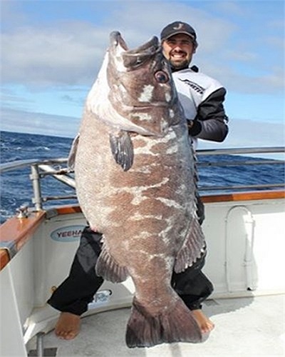 Con cá mú nặng 65 kg này là chiến tích của các cần thủ New Zealand