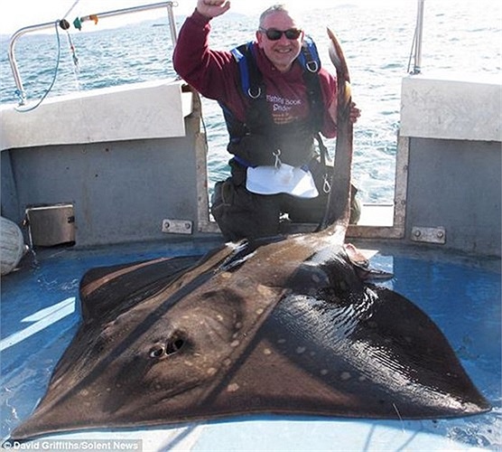 Ông David Griffiths 47 tuổi đã bắt được con cá đuối nặng 106 kg ngoài khơi Oban, Tây Scotland