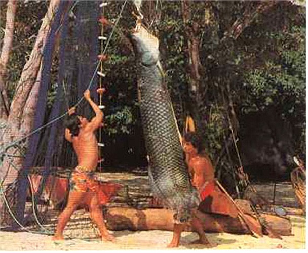 Chúng có thể dài tới 2 mét và nặng tới 100kg