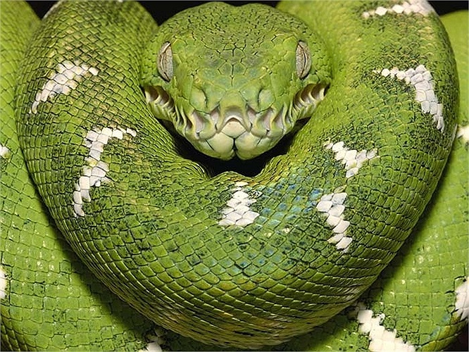 Loài trăn này có tên khoa học là Corallus Caninus hay còn gọi là trăn xanh, sinh sống chủ yếu tại Nam Mỹ và rừng Amazon