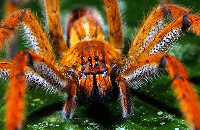 Nhện Brazil được coi là loài nhện lớn và đáng sợ nhất trong tất cả các loài nhện